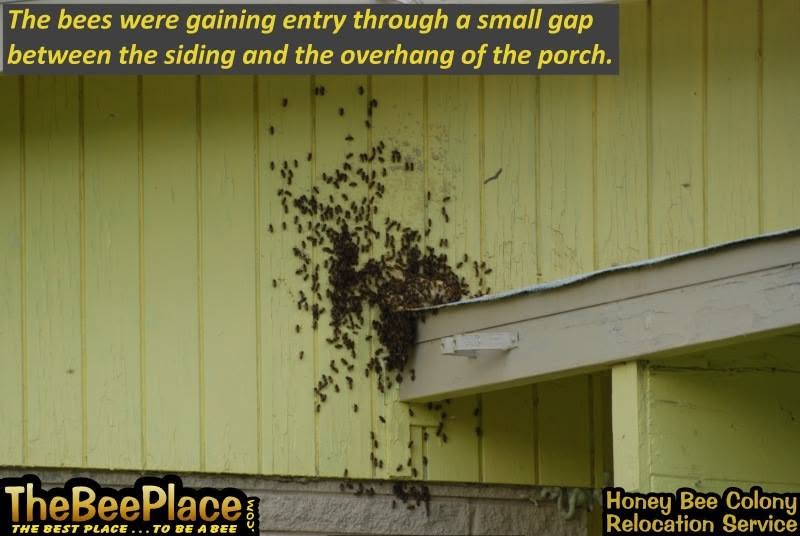 Outside view: honey bees entering through a small gap between the siding and porch overhang