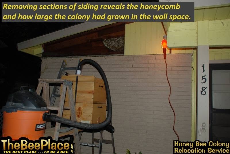 Night removal in progress after siding was removed, revealing how large the colony had grown inside the wall