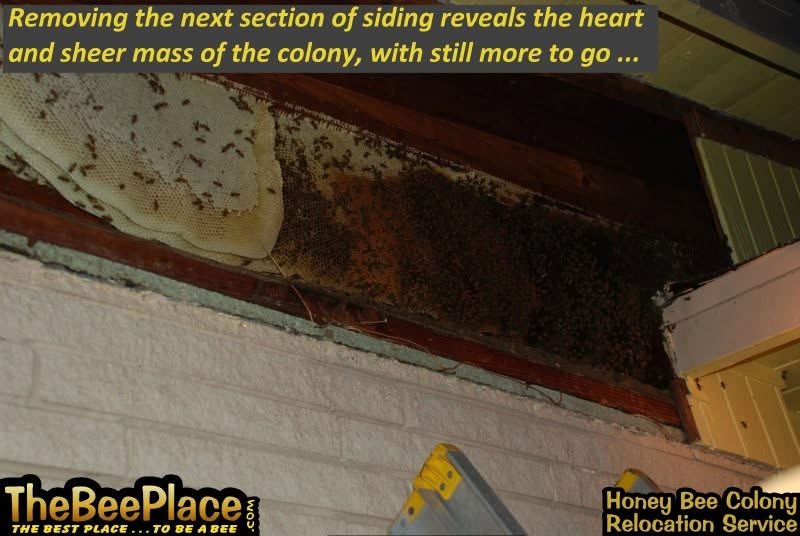 Additional siding removed to reveal the heart and full mass of the large colony, with more comb still concealed