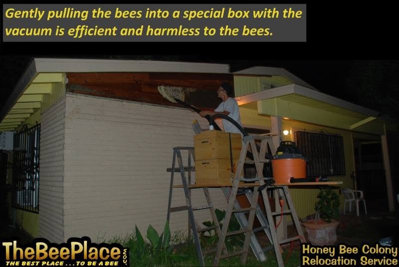 Honey bees being gently collected into a special box with a bee vacuum during the nighttime removal