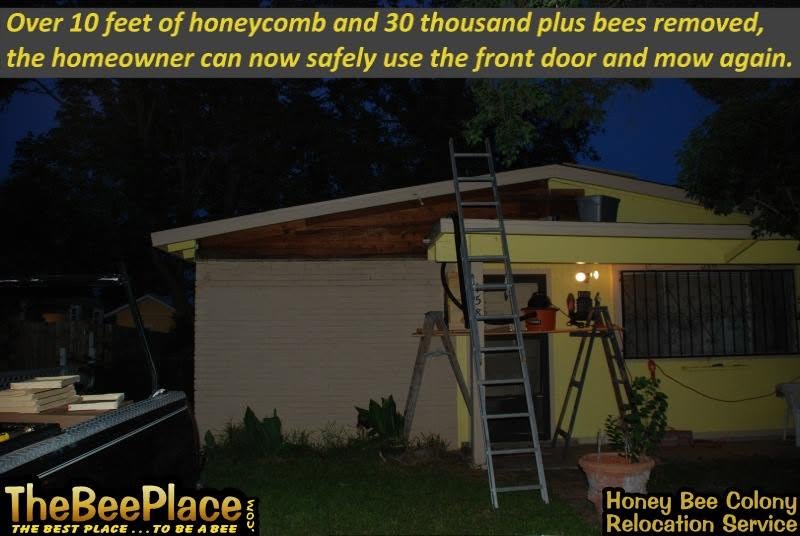 Completed removal after more than ten feet of honeycomb and over thirty thousand bees were removed from the home