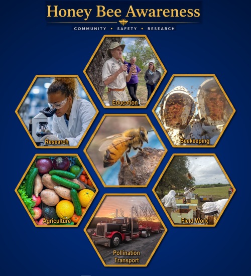 Honey Bee Awareness: community, safety, research, agriculture, education, beekeeping, field work, and pollination transport